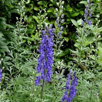 Aconitum henryi 'Spark's Variety' Aconitum henryi 'Spark's Variety'