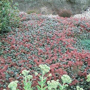 Acaena microphylla 'Kupferteppich' Acaena microphylla 'Kupferteppich'