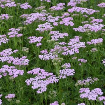 Achillea millefolium 'Lilac Beauty' Achillea millefolium 'Lilac Beauty'