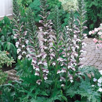 Acanthus mollis Acanthus mollis