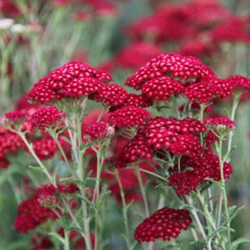 Achillea millefolium 'Red Velvet' Achillea millefolium 'Red Velvet'