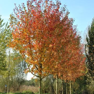 Acer platanoides 'Autumn Blaze'