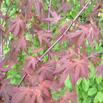 Acer palmatum 'Atropurpureum'
