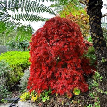 Acer palmatum 'Dissectum Orangeola'