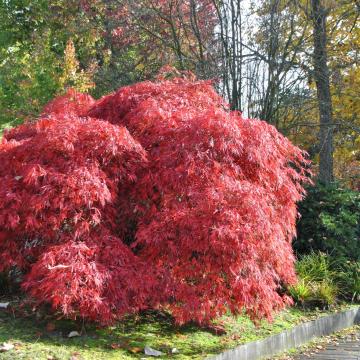 Acer palmatum 'Garnet'