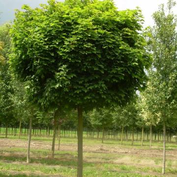 Acer platanoides 'Globosum'
