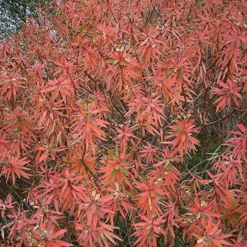 Acer palmatum 'Jerre Schwartz'