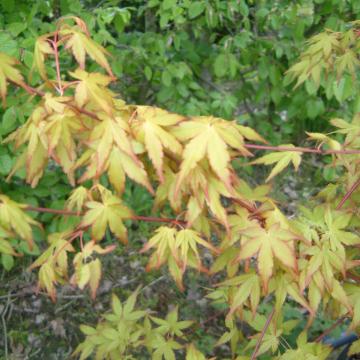 Acer palmatum 'Katsura'