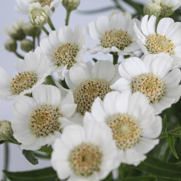 Achillea ptarmica 'Nana Compacta' Achillea ptarmica 'Nana Compacta'