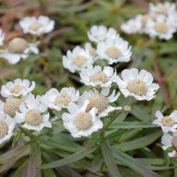 Achillea ptarmica 'Nana Compacta'