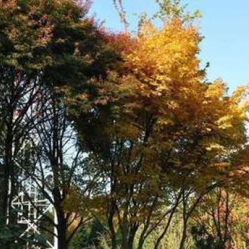 Acer palmatum 'Sangokaku'
