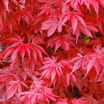 Acer palmatum 'Skeeters Broom'