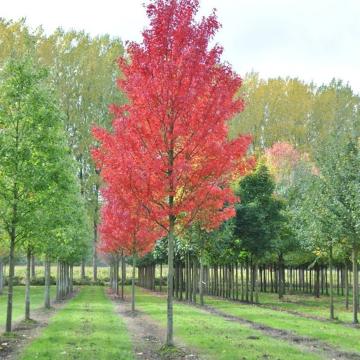 Acer rubrum 'Brandywine'