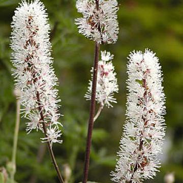 Actaea simplex 'Brunette' Actaea simplex 'Brunette'