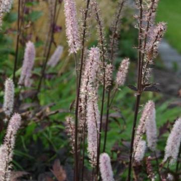 Actaea simplex 'Pink Spike' Actaea simplex 'Pink Spike'