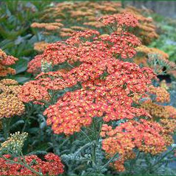 Achillea 'Walther Funcke' Achillea 'Walther Funcke'