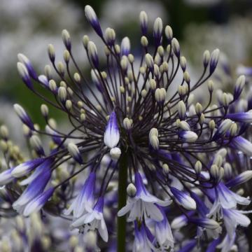 Agapanthus 'Fireworks' Agapanthus 'Fireworks'