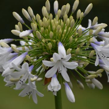 Agapanthus 'Julien' Agapanthus 'Julien'