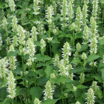 Agastache rugosa 'Alabaster' Agastache rugosa 'Alabaster'