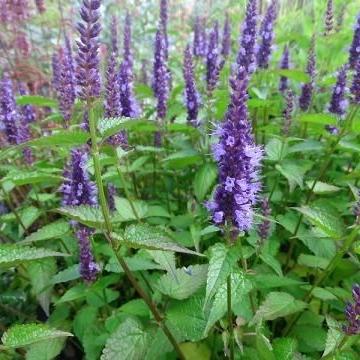 Agastache 'Little Adder' Agastache 'Little Adder'