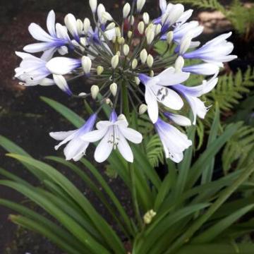 Agapanthus 'Twister' Agapanthus 'Twister'