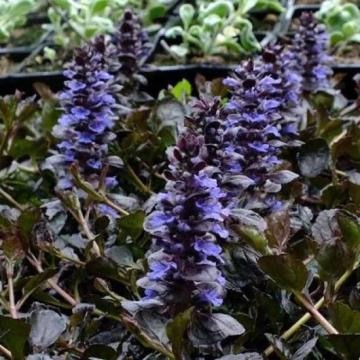 Ajuga reptans 'Black Scallop' Ajuga reptans 'Black Scallop'