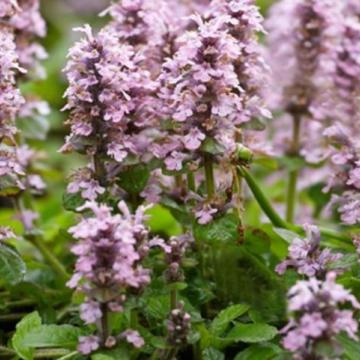 Ajuga reptans 'Rosea' Ajuga reptans 'Rosea'