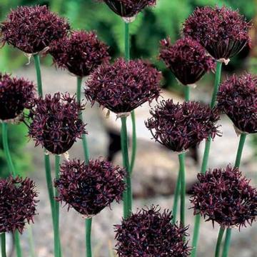 Allium atropurpureum