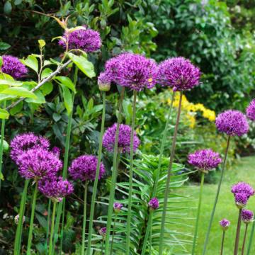 Allium 'Purple Sensation' 