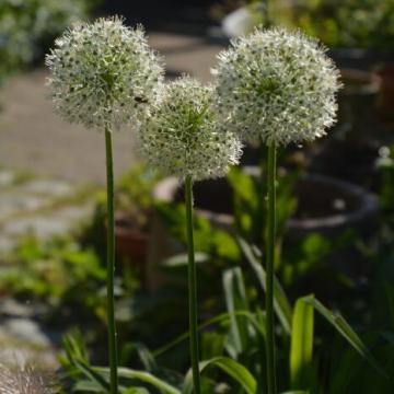 Allium 'Mount Everest'