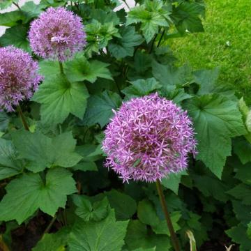 Allium afl. 'Purple Sensation'