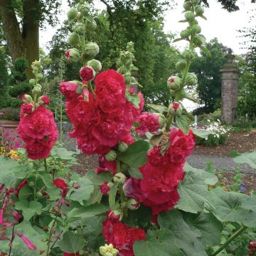Alcea rosea 'Charter's Double Scarlet' Alcea rosea 'Charter's Double Scarlet'
