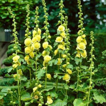 Alcea rosea 'Chater Golden Yellow' Alcea rosea 'Chater Golden Yellow'