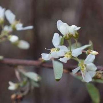 Amelanchier canadensis 'October Flame'