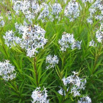 Amsonia hubrichtii Amsonia hubrichtii