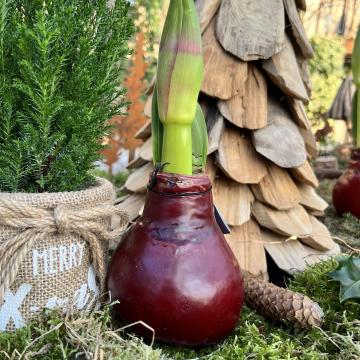 Hippeastrum (Amarylis) waxed glitter mix