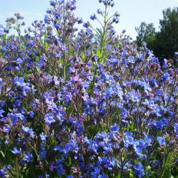 Anchusa azurea 'Loddon Royalist' Anchusa azurea 'Loddon Royalist'