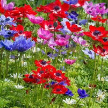 Anemone coronaria 'De Caen' 
