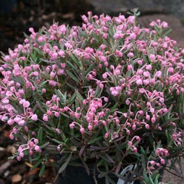 Andromeda polifolia 'Blue Ice'