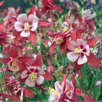 Aquilegia chrysantha 'Crimson Star' Aquilegia chrysantha 'Crimson Star'