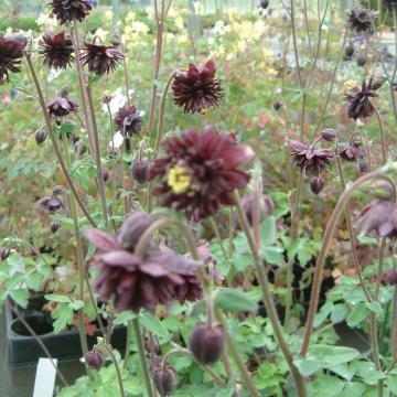 Aquilegia vulgaris 'Bordeaux Barlow' Aquilegia vulgaris 'Bordeaux Barlow'