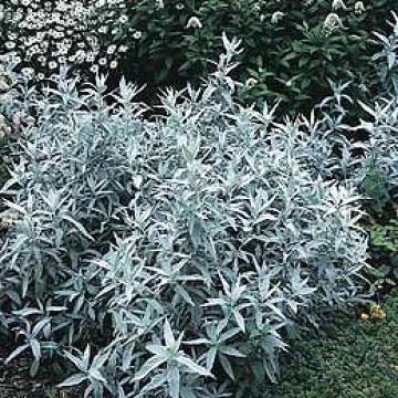 Artemisia ludoviciana 'Silver Queen' Artemisia ludoviciana 'Silver Queen'