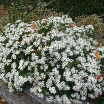 Aster ageratoides 'Ashvi' Aster ageratoides 'Ashvi'