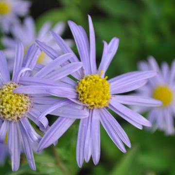 Aster amellus 'Dr. Otto Petschek' Aster amellus 'Dr. Otto Petschek'