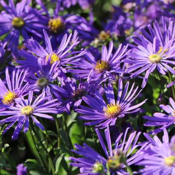 Aster amellus 'Veilchenkonigin' Aster amellus 'Veilchenkonigin'