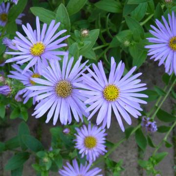 Aster frikartii 'Wunder von Stafa' Aster frikartii 'Wunder von Stafa'
