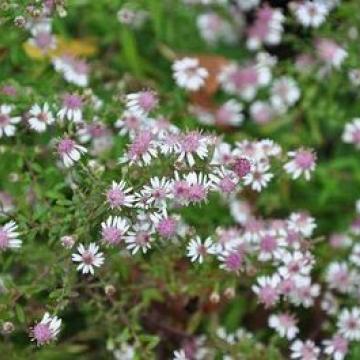 Aster lateriflorus 'Horizontalis' Aster lateriflorus 'Horizontalis'