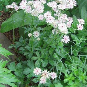 Astrantia major Astrantia major