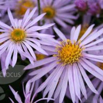 Aster pyrenaeus 'Lutetia'