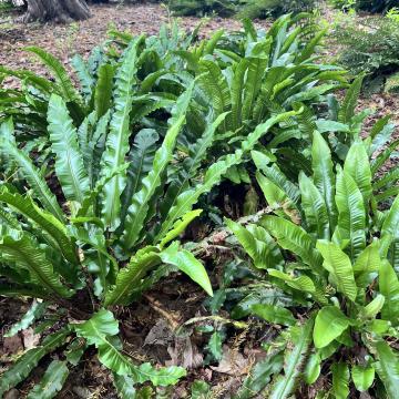 Asplenium scolopendrium 'Angustifolium'